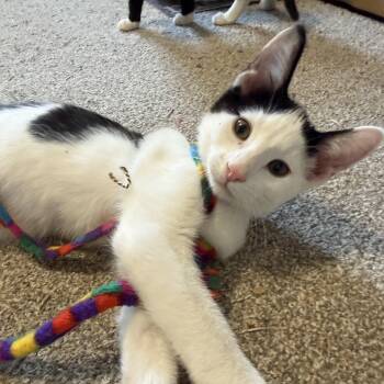 Gojo -  Domestic Short Hair Cat for Adoption in Cottonwood Heights, Utah - Gojo | PetCurious