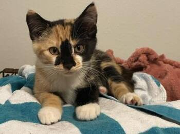 Dora -  Domestic Short Hair Cat for Adoption in Oakville, Washington - Dora | PetCurious