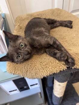 Tortoiseshell Cats Available for Adoption in Burnaby, British Columbia - Sally | PetCurious