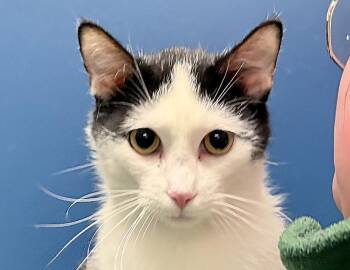 Domestic Short Hair Cats Available for Adoption in Columbus, Indiana - Oreo | PetCurious