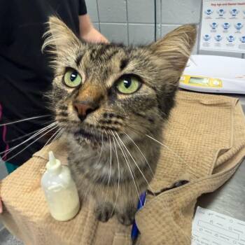 Coraline -  Domestic Short Hair Cat for Adoption in West Olive, Michigan - Coraline | PetCurious
