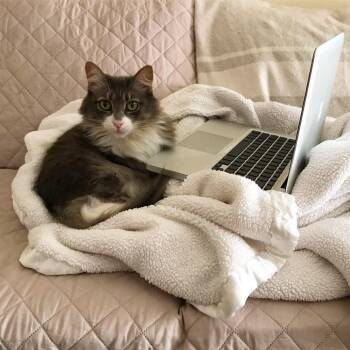 Lucy -  Domestic Long Hair Cat for Adoption in Manchester, Connecticut - Lucy | PetCurious
