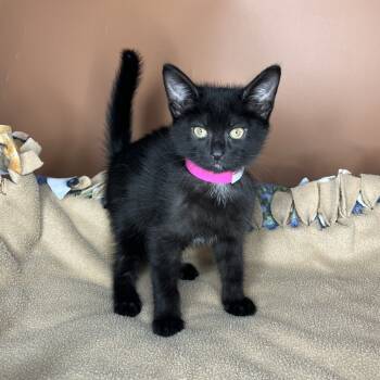 Rescue Domestic Short Hair Cats for Adoption in San Antonio, Texas - Peeper | PetCurious