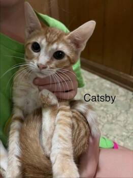 Catsby -  Domestic Short Hair Cat for Adoption in Groveland, Massachusetts - Catsby | PetCurious