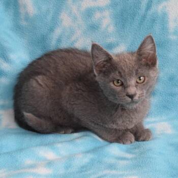 Dune 53012 -  Domestic Short Hair Cat for Adoption in Eureka, California - Dune 53012 | PetCurious