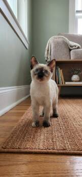 Julie -  Domestic Short Hair Cat for Adoption in Oceanside, California - Julie | PetCurious