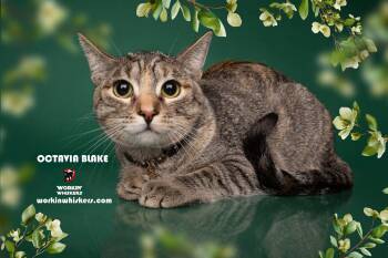 Rescue Abyssinian and Torbie Cats for Adoption in Hemet, California - OCTAVIA BLAKE | PetCurious