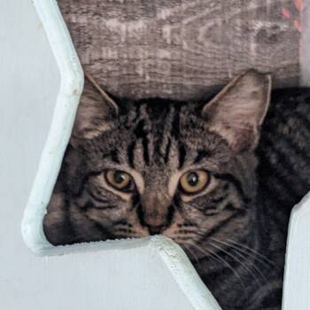 Rescue Domestic Short Hair Cats for Adoption in Etna, Pennsylvania - Tulip | PetCurious