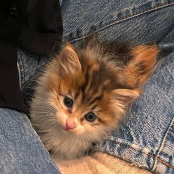 Sweet Pea -  Domestic Long Hair Cat for Adoption in Tustin, California - Sweet Pea | PetCurious