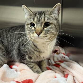 American Shorthair Cats Available for Adoption in Cody, Wyoming - Willow | PetCurious