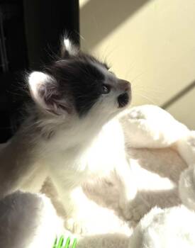 Domestic Long Hair Cats Available for Adoption in Virginia Beach, Virginia - Ned | PetCurious