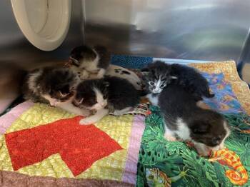 Domestic Short Hair Cats Available for Adoption - REMY | PetCurious