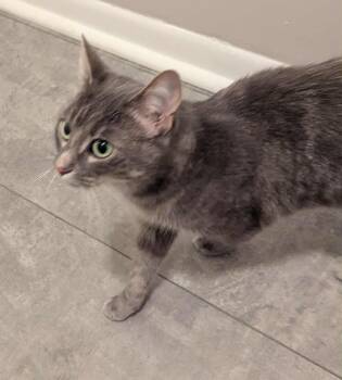 Rescue Domestic Short Hair Cats for Adoption in South Bend, Indiana - Malawi | PetCurious