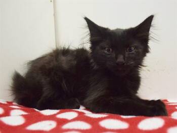 SANJAY -  Domestic Medium Hair Cat for Adoption in Sacramento, California - SANJAY | PetCurious