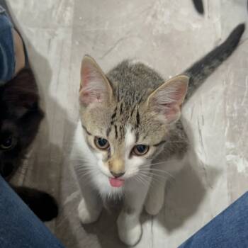 Rescue Domestic Short Hair Cats for Adoption in Reisterstown, Maryland - Crouton | PetCurious