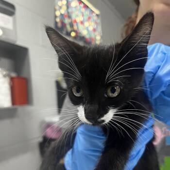 Santa -  Domestic Short Hair Cat for Adoption in Summerville, South Carolina - Santa | PetCurious