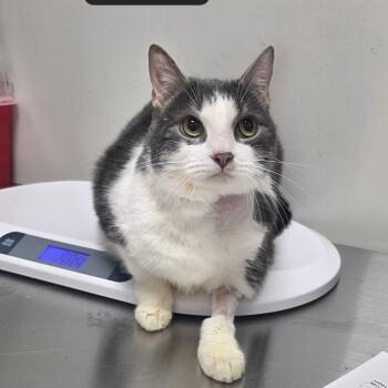 Domestic Short Hair Cats Available for Adoption in Snow Hill, North Carolina - Nova | PetCurious
