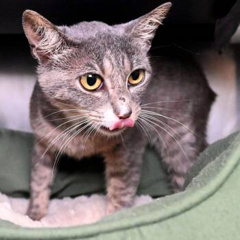Domestic Short Hair Cats Available for Adoption in West Palm Beach, Florida - Dorothy | PetCurious