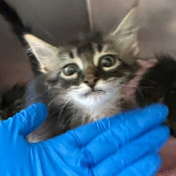 Bear -  Domestic Long Hair Cat for Adoption in Council Bluffs, Iowa - Bear | PetCurious