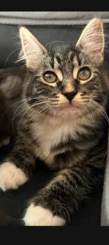 Simba -  Domestic Medium Hair Cat for Adoption in Pasco, Washington - Simba | PetCurious