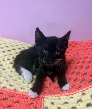 Peter -  Domestic Short Hair Cat for Adoption in Freeport, New York - Peter | PetCurious