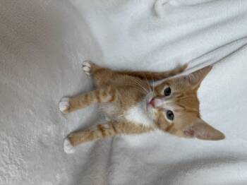 Jester -  Domestic Short Hair Cat for Adoption in Ephrata, Washington - Jester | PetCurious