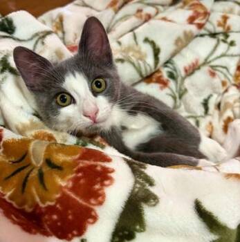 Domestic Short Hair Cats Available for Adoption - Linda | PetCurious