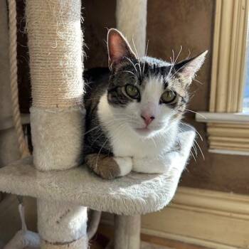 Rescue Domestic Short Hair Cats for Adoption in East Brunswick, New Jersey - Ainsley | PetCurious