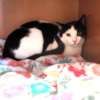 Rescue Domestic Short Hair Cats for Adoption in Greenfield, Indiana - Dimitri | PetCurious