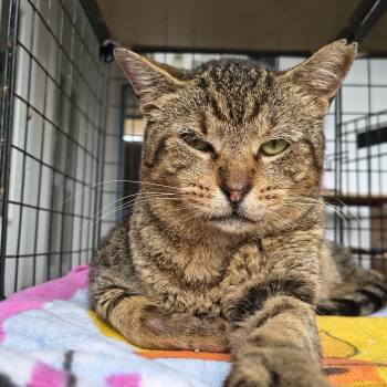 Rescue Domestic Short Hair Cats for Adoption in Honolulu, Hawaii - Socrates (The Cat) | PetCurious