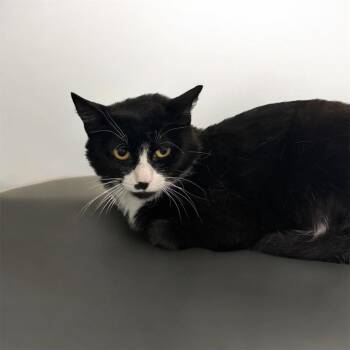 Momma Kicker -  Domestic Short Hair Cat for Adoption in Eaton Rapids, Michigan - Momma Kicker | PetCurious