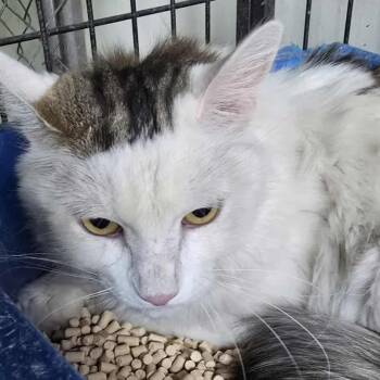 Rescue Domestic Medium Hair Cats for Adoption in Las Vegas, Nevada - Elmer Cat Rez AZ | PetCurious