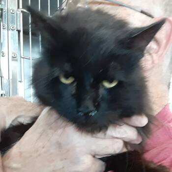 Rescue Domestic Medium Hair Cats for Adoption in Myrtle Beach, South Carolina - Bunny - 8 Yo Senior | PetCurious