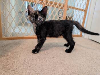 Gabriella -  Tortoiseshell Cat for Adoption in Albuquerque, New Mexico - Gabriella | PetCurious