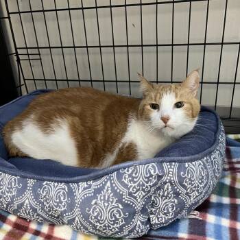 Domestic Short Hair Cats Available for Adoption in Detroit Lakes, Minnesota - Twang | PetCurious