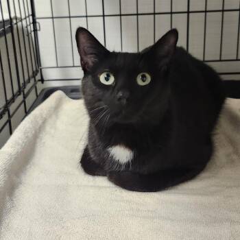Bess -  Domestic Short Hair Cat for Adoption - Bess | PetCurious