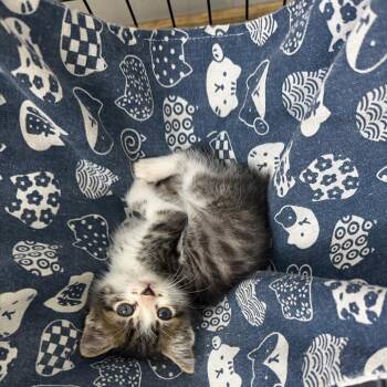 Tamale -  Domestic Short Hair Cat for Adoption in Parkersburg, West Virginia - Tamale | PetCurious