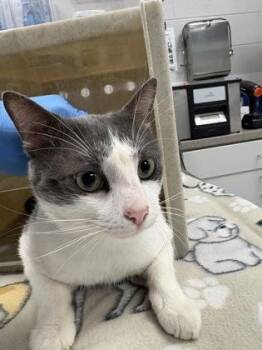 Bullseye -  Domestic Short Hair Cat for Adoption in Gastonia, North Carolina - Bullseye | PetCurious
