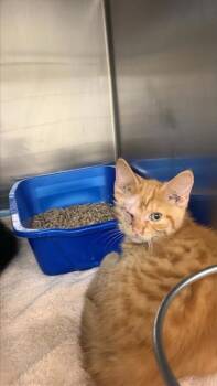 Melon -  Domestic Short Hair Cat for Adoption in Montreal, Quebec - Melon | PetCurious