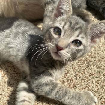 2Paw Shakur -  Domestic Short Hair Cat for Adoption in Idaho Falls, Idaho - 2Paw Shakur | PetCurious