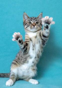 Domestic Short Hair Cats Available for Adoption - Mia | PetCurious