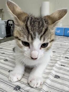 GOLDEN EAGLE -  Domestic Short Hair Cat for Adoption in San Antonio, Texas - GOLDEN EAGLE | PetCurious