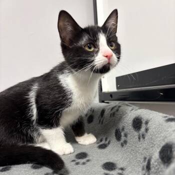 Mr Prospecter -  Domestic Short Hair Cat for Adoption in Puslinch, Ontario - Mr Prospecter | PetCurious