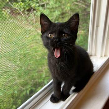Kiki -  Domestic Short Hair Cat Available for Adoption in Charlottesville, Virginia - Kiki | PetCurious