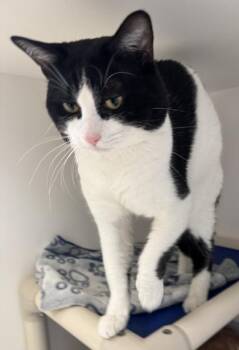 Cow -  Domestic Short Hair Cat for Adoption in Erin, Ontario - Cow | PetCurious