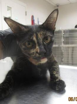 (644) -  Domestic Short Hair Cat for Adoption in Marietta, Georgia - (644) | PetCurious