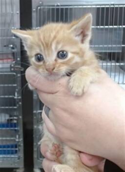 THOMAS -  Domestic Short Hair Cat for Adoption in Salinas, California - THOMAS | PetCurious