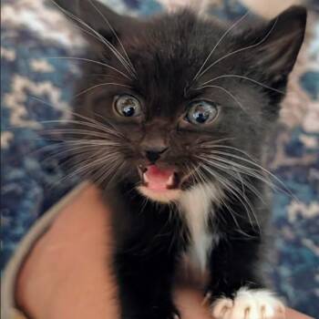 Oliver (Ollie) -  Domestic Short Hair Cat for Adoption in Gordonsville, Tennessee - Oliver (Ollie) | PetCurious