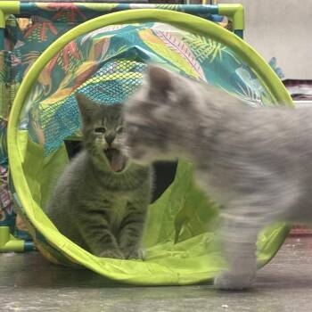 Vira -  Domestic Short Hair Cat for Adoption in Waynesburg, Pennsylvania - Vira | PetCurious