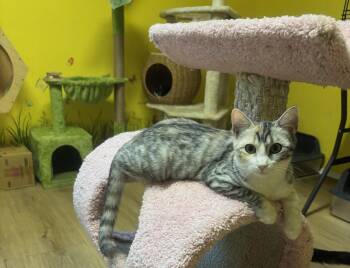 Pearl -  Calico Cat for Adoption in Whittier, California - Pearl | PetCurious